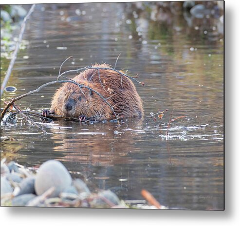 Nature Metal Print featuring the photograph Chomp Chomp by Gerry Sibell
