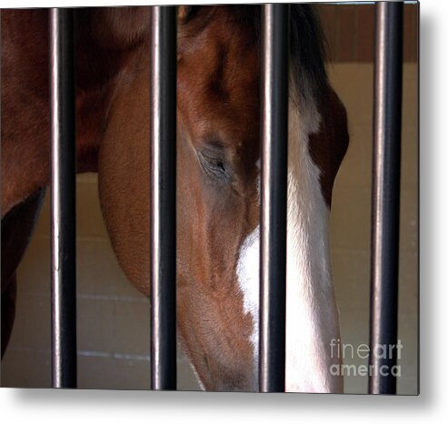 Horse Metal Print featuring the photograph Clydesdale by Phil Spitze