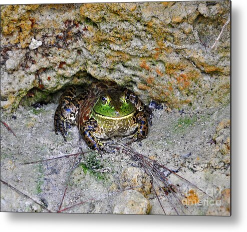 American Bullfrog Metal Print featuring the photograph Colorful Camo by Al Powell Photography USA
