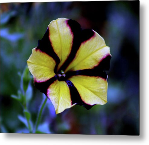 Complimentary Metal Print featuring the photograph Complimentary Contrast 3056 H_2 by Steven Ward