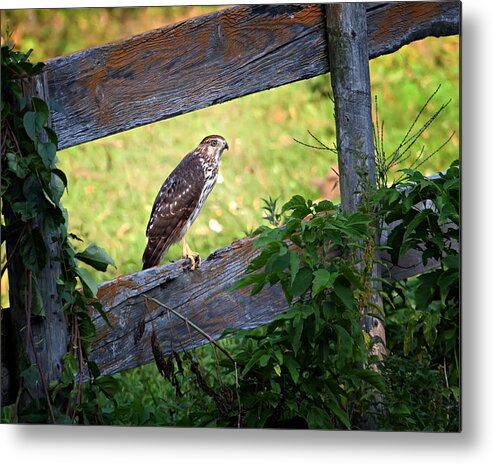 Hawk Metal Print featuring the photograph Coopers Hawk perched on a weathered fence by Al Mueller