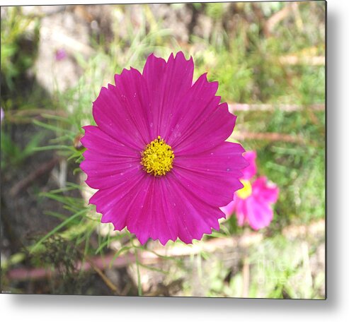 Flower Metal Print featuring the photograph Cosmos in the Pink by Lizi Beard-Ward