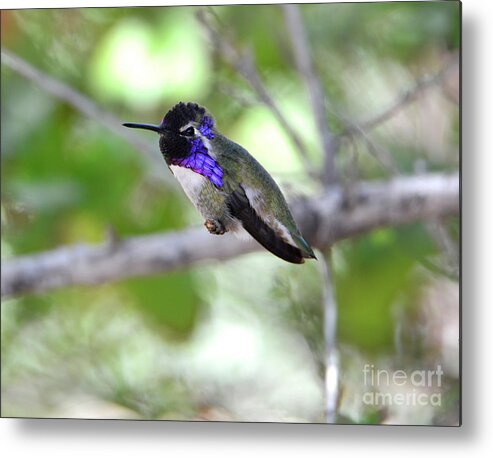 Denise Bruchman Metal Print featuring the photograph Costa's Hummingbird by Denise Bruchman