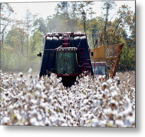 Ag Metal Print featuring the photograph Cotton Tops by David Zarecor