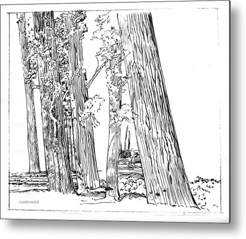 Ink Drawing Metal Print featuring the drawing Cotton Woods Creve Coeur Path by John Lautermilch