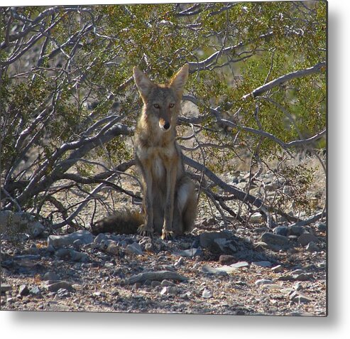 Coyote Metal Print featuring the photograph Coyote 3 by Carl Moore