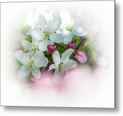 Crabapple Flowers Metal Print featuring the photograph Crabapple Blossoms 3 - by Julie Weber