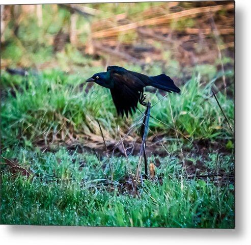 Jan Holden Metal Print featuring the photograph Grackle in the Morning by Holden The Moment