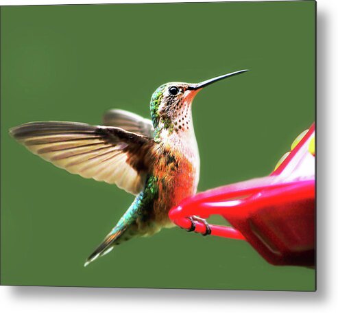 Wildlife Metal Print featuring the photograph Crested Butte Hummingbird by Scott Cordell