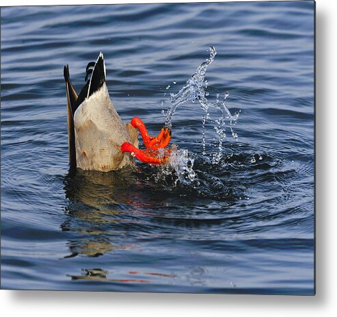 Mallard Metal Print featuring the photograph Dabbling - Mallard by Tony Beck