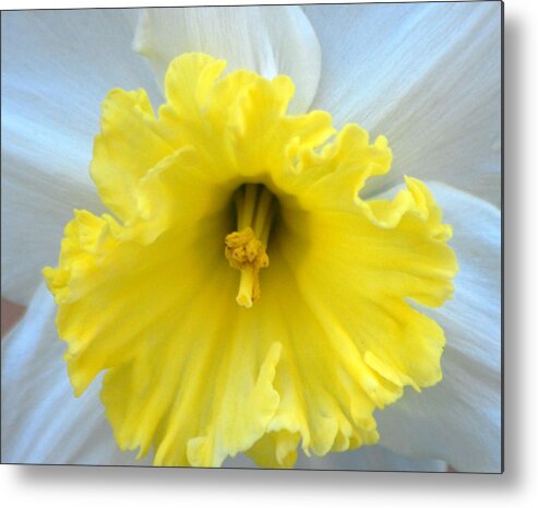 Daffodil Metal Print featuring the photograph Daffodil by Amy Fose