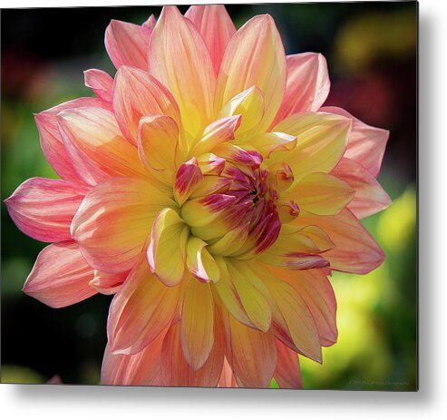 Dahlia Metal Print featuring the photograph Dahlia in the Sunshine by Phil Abrams