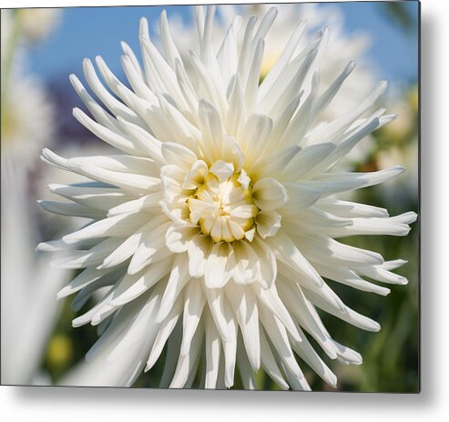 Wallart Metal Print featuring the photograph Dahlia by Miguel Winterpacht