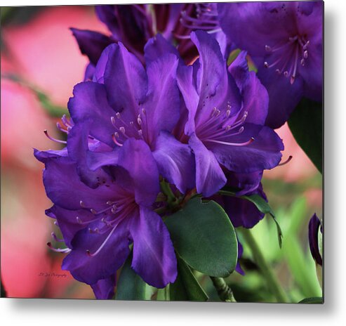Dark Purple Rhododendrons Metal Print featuring the photograph Dark Purple Rhododendrons by Jeanette C Landstrom