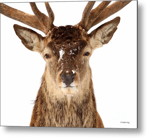 Deer Metal Print featuring the photograph Deer in headlights by Heather King