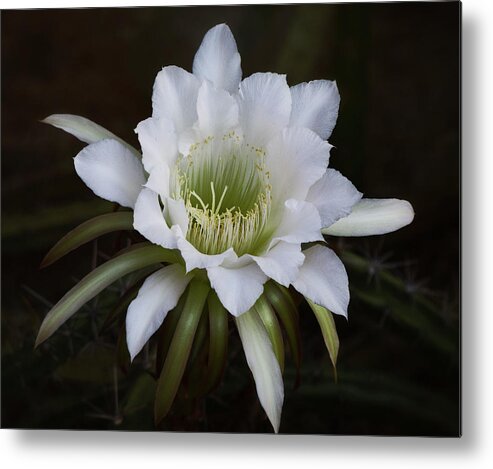 Echinopsis Metal Print featuring the photograph Desert White by Saija Lehtonen