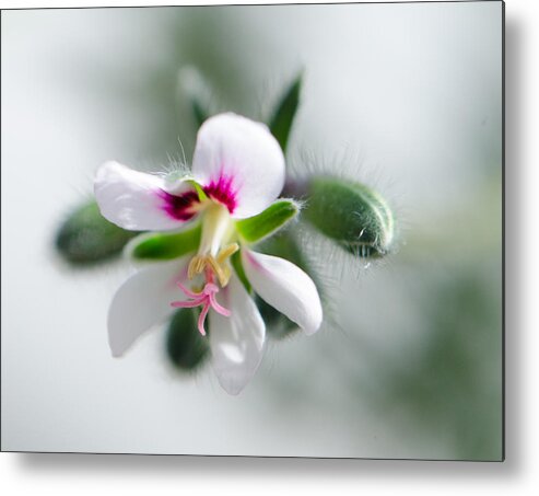 Flower Metal Print featuring the photograph Details by Kristin Hatt