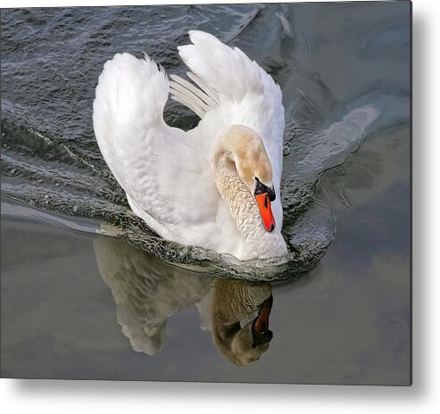 Swan Metal Print featuring the photograph Determination by Tatiana Travelways
