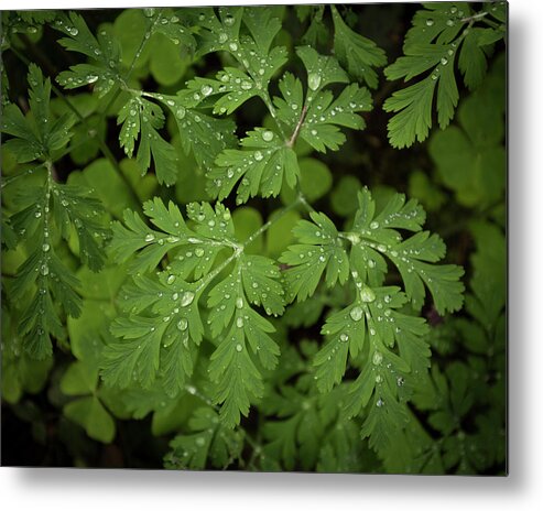Flora Metal Print featuring the photograph Dewey Leaves by Jon Ares