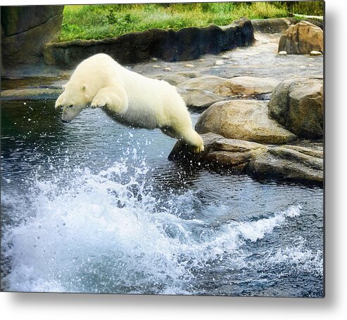 Polar Bear Metal Print featuring the photograph Dinner Dive by Keith Lovejoy