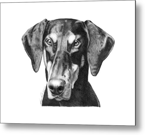 Drawing Metal Print featuring the drawing Doberman by Abbey Noelle