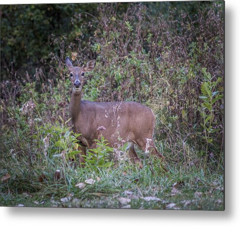 Bordeleau Metal Print featuring the photograph Doe in the Weeds by Chris Bordeleau