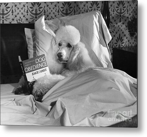 Animal Metal Print featuring the photograph Dog Reading in Bed by M E Browning and Photo Researchers