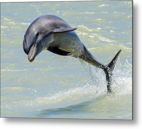 Dolphin Metal Print featuring the photograph Dolphin by Wade Aiken