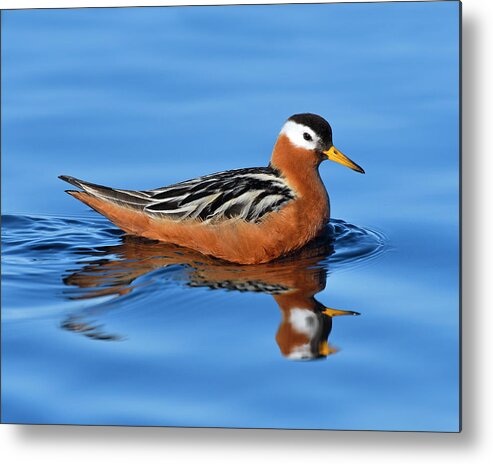 Red Phalarope Metal Print featuring the photograph Dominatrix by Tony Beck