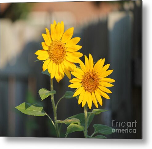 Sunflower Metal Print featuring the photograph Double Sunflowers 2 by Sheri Simmons
