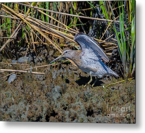 Bird Metal Print featuring the photograph Dowitcher Stuck in the Mud by Jeff at JSJ Photography