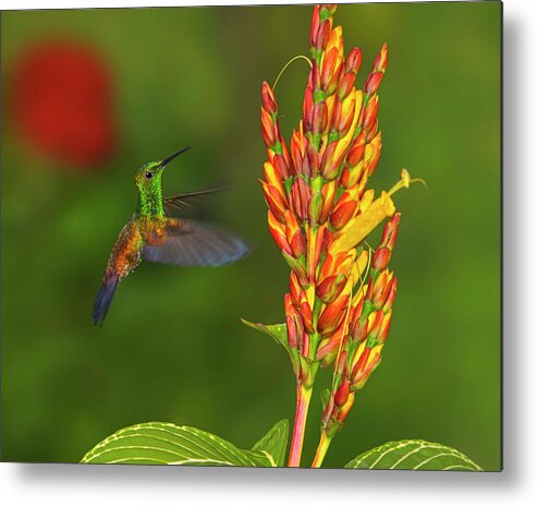 Copper-rumped Hummingbird Metal Print featuring the photograph Down Beat by Tony Beck