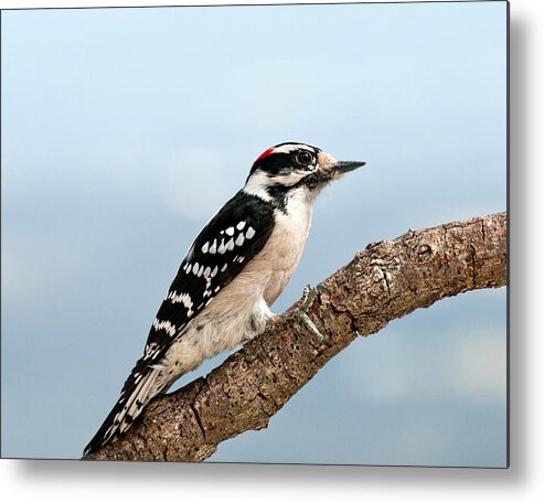 Downy Woodpecker Metal Print featuring the photograph Downy Woodpecker Spring 2016 1 by Lara Ellis