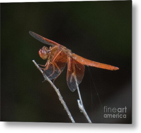 Dragonfly Metal Print featuring the photograph Dragonfly 11 by Christy Garavetto