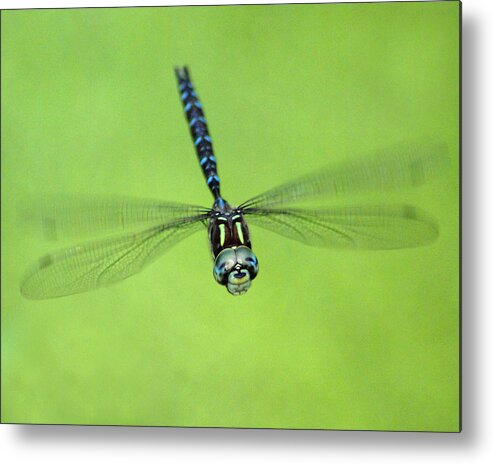 Spokane Metal Print featuring the photograph Dragonfly in Flight by Ben Upham III
