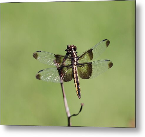 Dragonfly. Dragon Fly Metal Print featuring the photograph Dragonfly by John Moyer