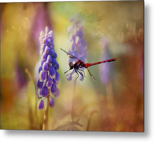 Dragonfly Photo Metal Print featuring the photograph Dragonfly thru the Hyacinths Print by Gwen Gibson