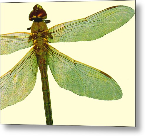 Dragonfly Metal Print featuring the digital art Dragonfly by Timothy Bulone