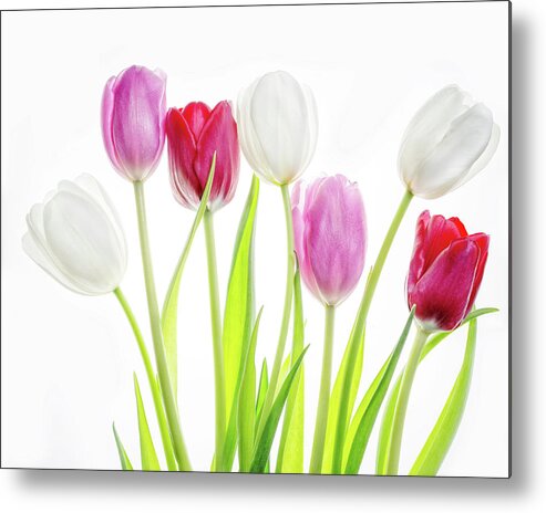 Tulips Metal Print featuring the photograph Dreaming of Spring by Rebecca Cozart