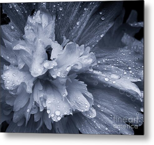 Flower Metal Print featuring the photograph Drops on Petal by David Meznarich