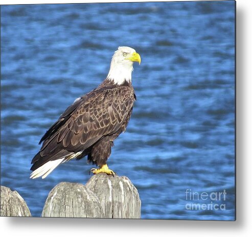 Eagle Metal Print featuring the photograph Eagle at East Point by Nancy Patterson