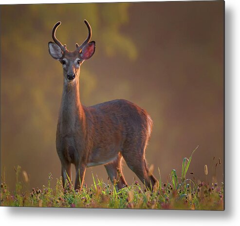 Buck Metal Print featuring the photograph Early Buck by Bill Wakeley