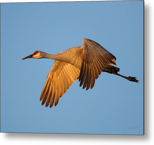 Nature Metal Print featuring the photograph Early Morning Flight by Gerry Sibell