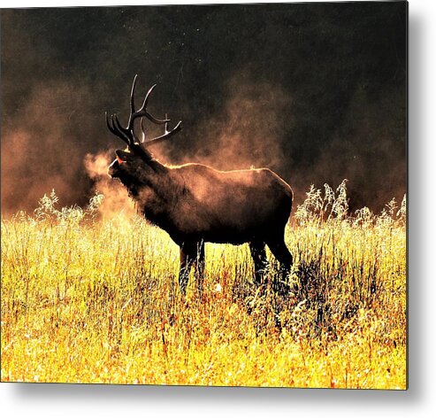 Bull Elk Metal Print featuring the photograph Early morning steam by Chuck Brown