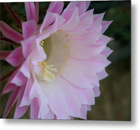 Cactus Easter Lily Bloom Metal Print featuring the painting Easter Lily Cactus East 2 by Marna Edwards Flavell