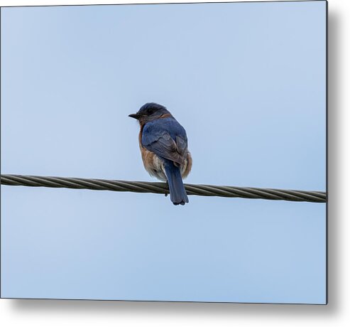 Eastern Bluebird Metal Print featuring the photograph Eastern Bluebird by Holden The Moment