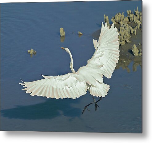 Egret Metal Print featuring the photograph Egret Landing by Mike Covington