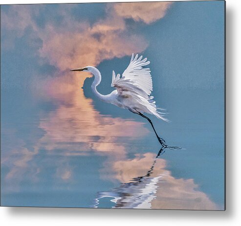 Great Egret Metal Print featuring the photograph Elegance by Brian Tarr