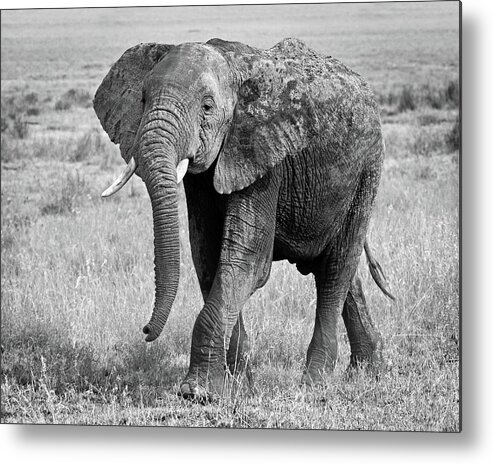 Elephant Metal Print featuring the photograph Elephant Happy and Free in Black and White by Gill Billington