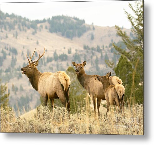 Mammal Metal Print featuring the photograph Elk Family by Dennis Hammer